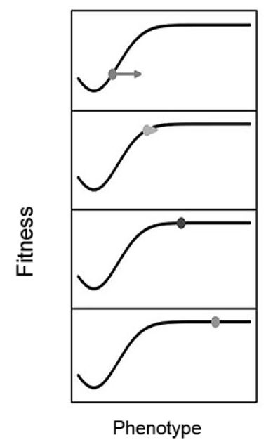演化工程师 生命与环境如何相互塑造